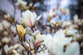 White Magnolia flowers in full bloom. Beautiful creamy magnolia Royalty Free Stock Photo