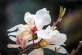 White Magnolia flowers in full bloom. Beautiful creamy magnolia Royalty Free Stock Photo
