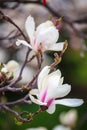 White Magnolia flowers in full bloom. Beautiful creamy magnolia Royalty Free Stock Photo