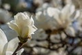 white magnolia flowers Royalty Free Stock Photo