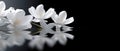 White magnolia flowers on a reflective water surface on black background