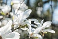 White Magnolia Flowers Royalty Free Stock Photo