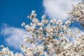 White Magnolia Flowers Royalty Free Stock Photo