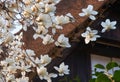 The white Magnolia flowers on the thatched roof background. Japan Royalty Free Stock Photo