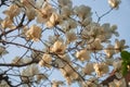 The white Magnolia flowers on the thatched roof background. Japan Royalty Free Stock Photo