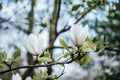 White Magnolia Flowers on Tree Branch Royalty Free Stock Photo