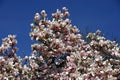 White magnolia flowers on tree Royalty Free Stock Photo