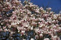 White magnolia flowers on tree Royalty Free Stock Photo