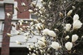 White magnolia flowers on tree Royalty Free Stock Photo