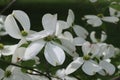 White magnolia flowers.