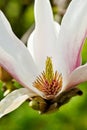 White magnolia inside. Royalty Free Stock Photo