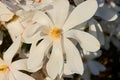 White magnolia loebneri Royalty Free Stock Photo