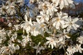 White magnolia loebneri Royalty Free Stock Photo