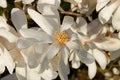 White magnolia loebneri Royalty Free Stock Photo