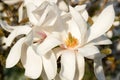 White magnolia loebneri Royalty Free Stock Photo