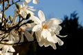 White magnolia loebneri Royalty Free Stock Photo