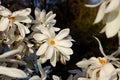 White magnolia loebneri Royalty Free Stock Photo