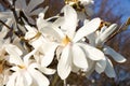 White magnolia loebneri Royalty Free Stock Photo