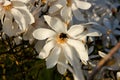 White magnolia loebneri Royalty Free Stock Photo