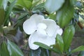White magnolia (plant). Big white flower.