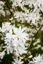 White Magnolia stellata Royal Star in bloom