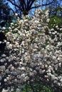 White magnolia tree