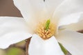 White magnolia tree blossom Royalty Free Stock Photo