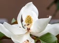 White magnolia tree blossom closeup with bees springtime pollination Royalty Free Stock Photo
