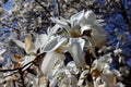 White magnolia tree blossom in sunshine