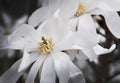 White magnolia tree spring flowers closeup