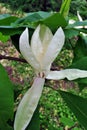 White magnolia tripetala umbrella magnolia or umbrella-tree flower, close up detail Royalty Free Stock Photo