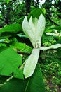 White magnolia tripetala umbrella magnolia or umbrella-tree flower, close up detail, soft dark green blurry park Royalty Free Stock Photo