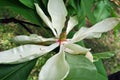 White magnolia tripetala umbrella magnolia or umbrella-tree open flower top view, close up detail, soft dark green blurry leaves