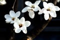 White Magnolias, white magnolia denudata, yulan magnolia Royalty Free Stock Photo