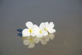 White magnolias on seashore sand