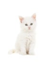 White main coon baby cat kitten sitting at looking at the camera Royalty Free Stock Photo
