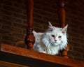 White Maine Coon cat on antique looking stairs Royalty Free Stock Photo