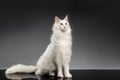 White Maine Coon Cat with different eyes Sitting, Black Background