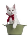 White Maine Coon cat kitten on white in Christmas setting Royalty Free Stock Photo