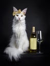 White Maine Coon girl party glamour Royalty Free Stock Photo