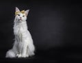 White Maine Coon girl party glamour Royalty Free Stock Photo