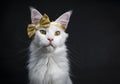 White Maine Coon girl party glamour Royalty Free Stock Photo