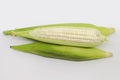 White Maize Corn Royalty Free Stock Photo