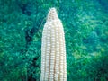 White Maize with corn having blur background Royalty Free Stock Photo