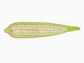 White Maize Corn Royalty Free Stock Photo