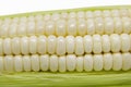 White Maize Corn Royalty Free Stock Photo