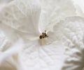 White makro hydrangea, close-up of a flower