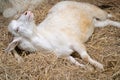 White male American Pygmy goat lying on straw : funny portrait
