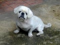 White male dog Pekingese breed, It\'s 15 year olds , Thailand. Royalty Free Stock Photo