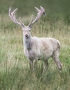 White male fallow deer standing in a green meadow Royalty Free Stock Photo